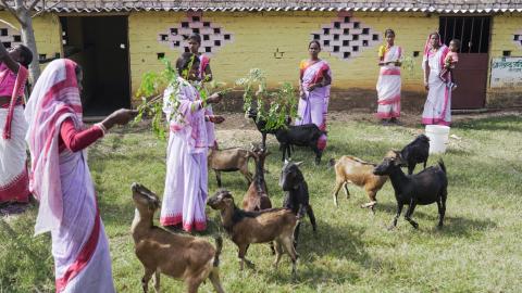 Goat Farming